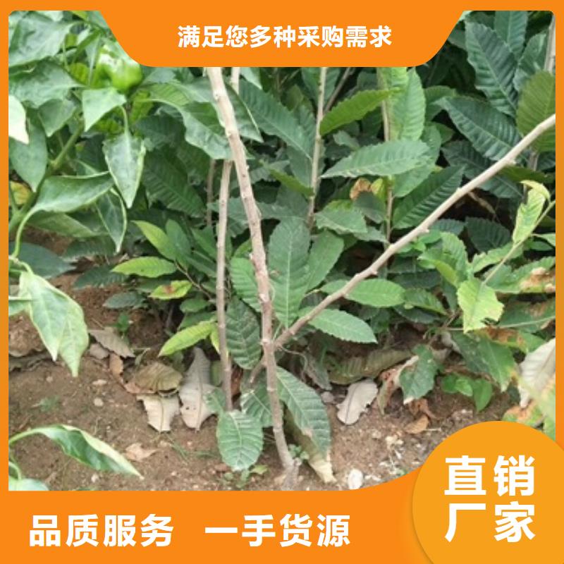 【板栗苗】桃树苗实力厂家兴海板栗苗