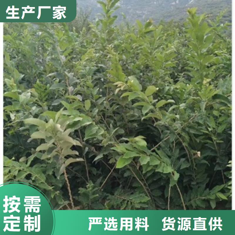板栗苗花椒苗厂家现货批发
