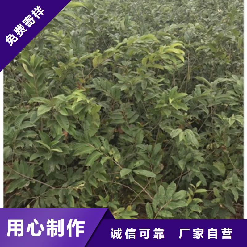 【板栗苗】桃树苗实力厂家兴海板栗苗