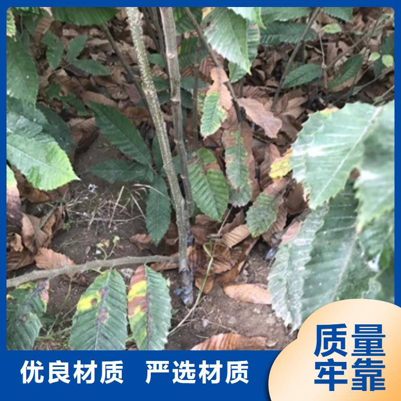 板栗苗_梨树苗定制批发