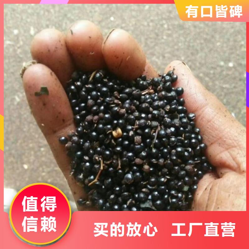 花椒苗_【板栗苗】品质之选本地经销商