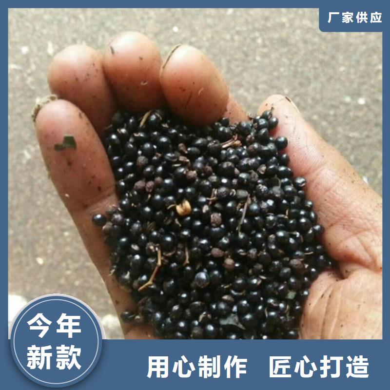 板栗苗视频-板栗苗|晋中市|灵石|和顺|大同|运城|朔州|吕梁|太原