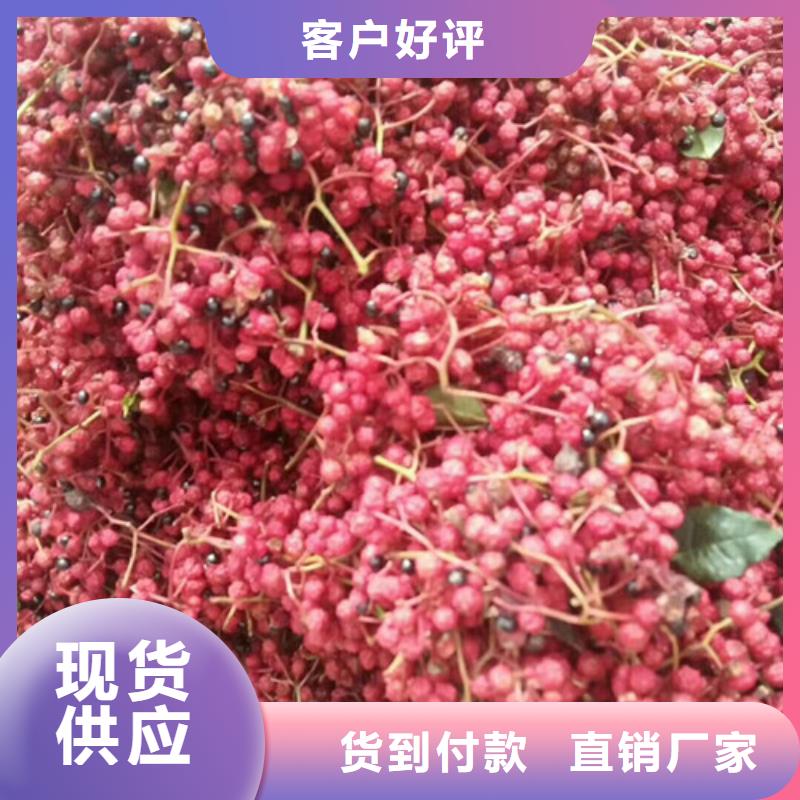 板栗苗视频-板栗苗|晋中市|灵石|和顺|大同|运城|朔州|吕梁|太原