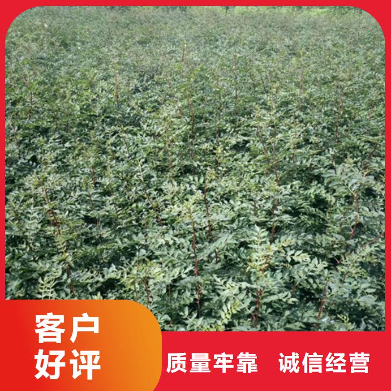 板栗苗视频-板栗苗|晋中市|灵石|和顺|大同|运城|朔州|吕梁|太原