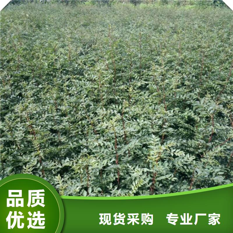 花椒苗-桃树苗源头工厂