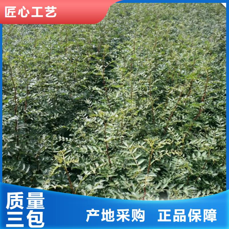 花椒苗李子苗出厂严格质检