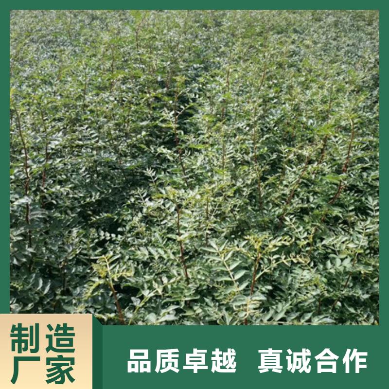 花椒苗_【板栗苗】品质之选本地经销商