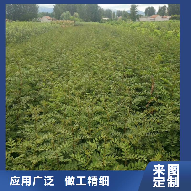 (兴海):N年专注 花椒苗_【板栗苗】品质之选服务始终如一-诚信商务网