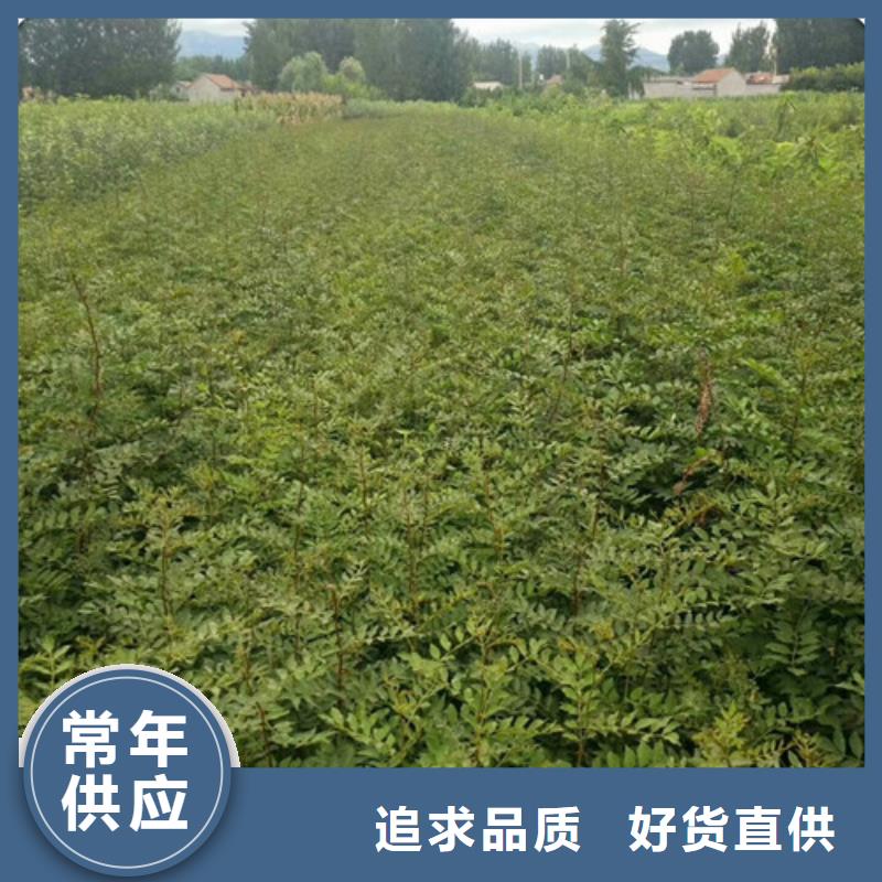 花椒苗李子苗出厂严格质检