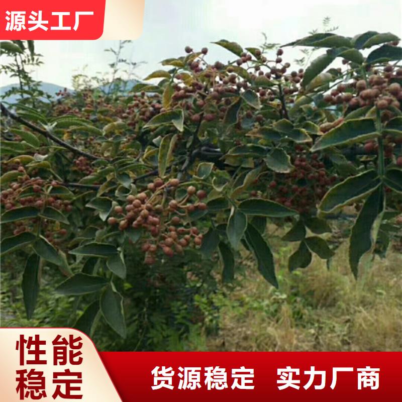 (兴海):N年专注 花椒苗_【板栗苗】品质之选服务始终如一-诚信商务网
