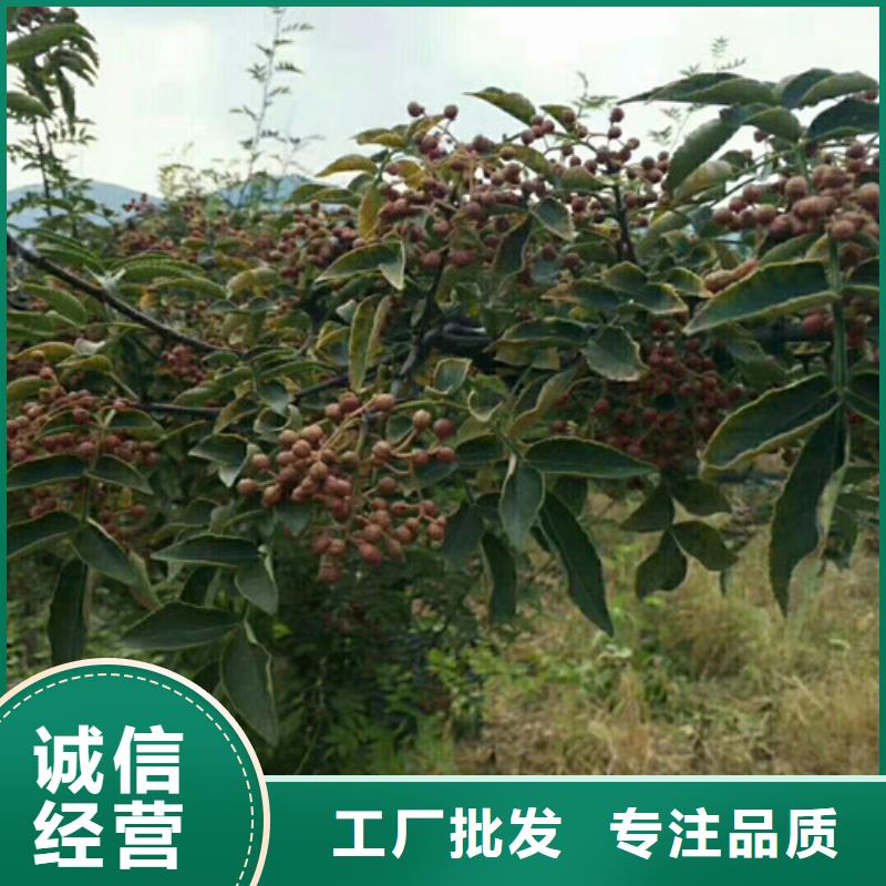 板栗苗视频-板栗苗-兴海苗木种植社(邵阳市分公司)服务区域新邵|北塔|岳阳|衡阳|郴州|株洲|张家界|长沙|永州