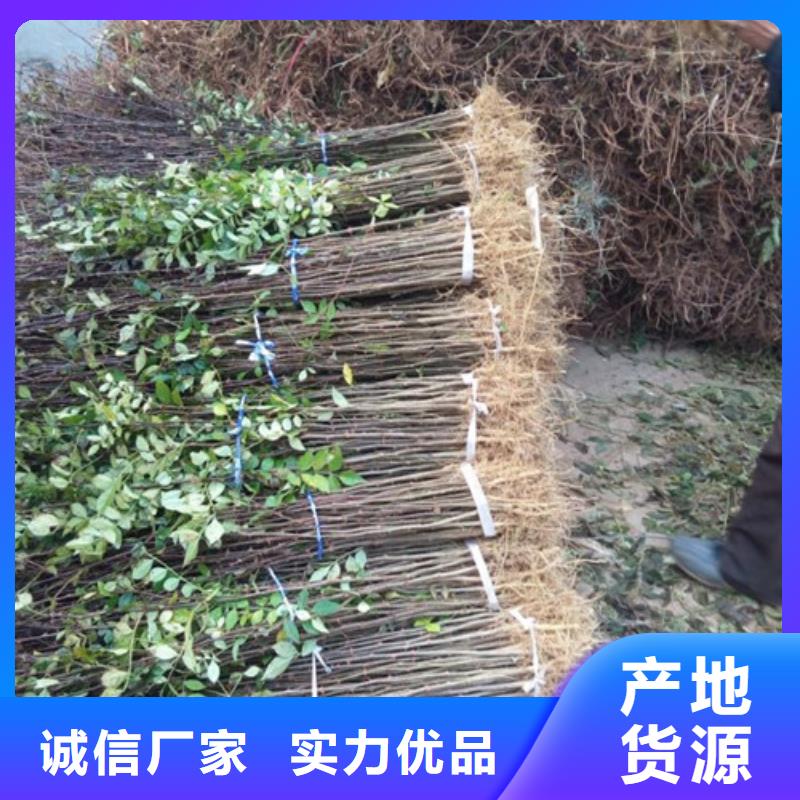 板栗苗视频-板栗苗-兴海苗木种植社(邵阳市分公司)服务区域新邵|北塔|岳阳|衡阳|郴州|株洲|张家界|长沙|永州