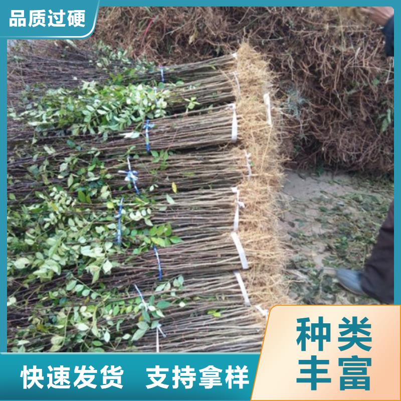 花椒苗梨树苗质量检测