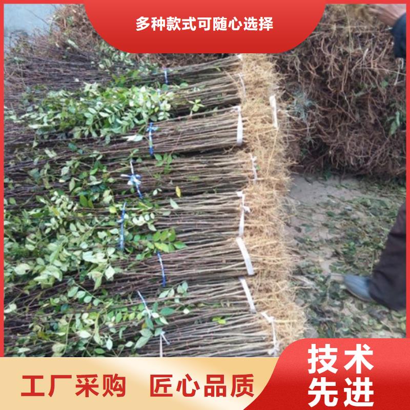 花椒苗-桃树苗源头工厂