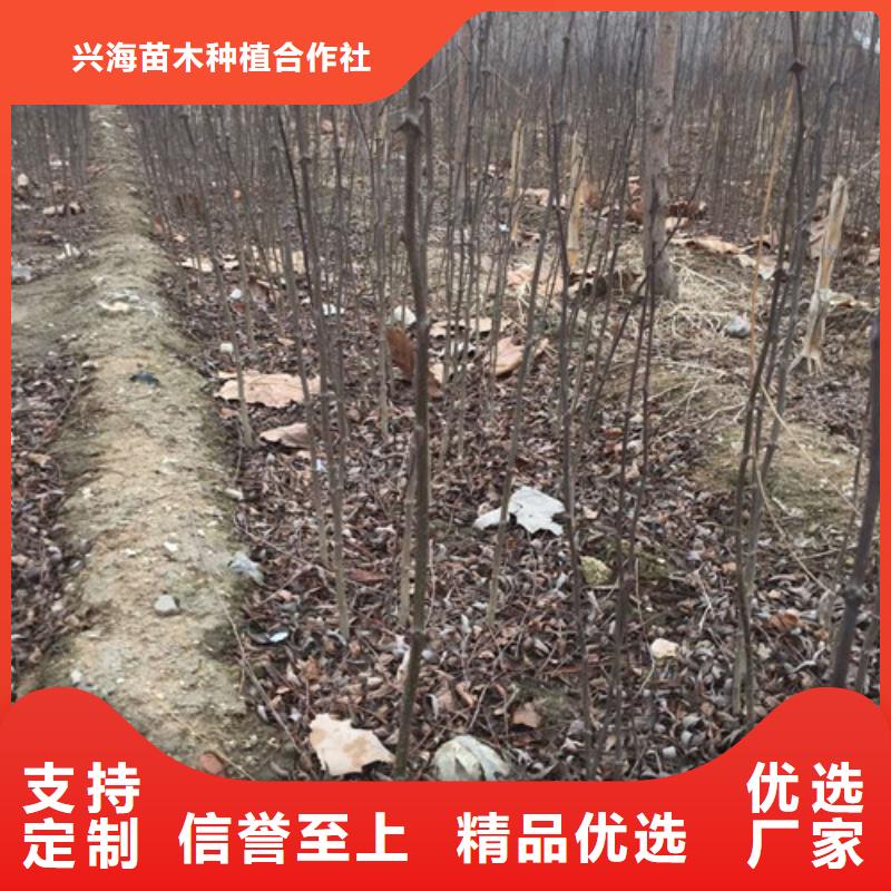 板栗苗视频-板栗苗-兴海苗木种植社(邵阳市分公司)服务区域新邵|北塔|岳阳|衡阳|郴州|株洲|张家界|长沙|永州