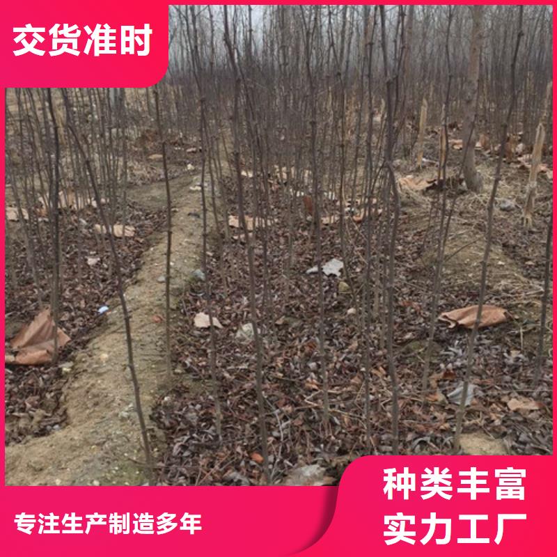 花椒苗梨树苗质量检测