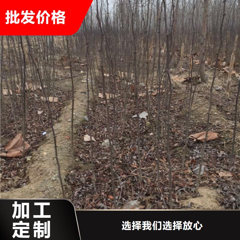 板栗苗视频-板栗苗-兴海苗木种植社(邵阳市分公司)服务区域新邵|北塔|岳阳|衡阳|郴州|株洲|张家界|长沙|永州