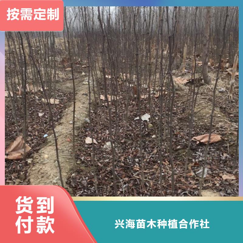 板栗苗视频-板栗苗-兴海苗木种植社(邵阳市分公司)服务区域新邵|北塔|岳阳|衡阳|郴州|株洲|张家界|长沙|永州