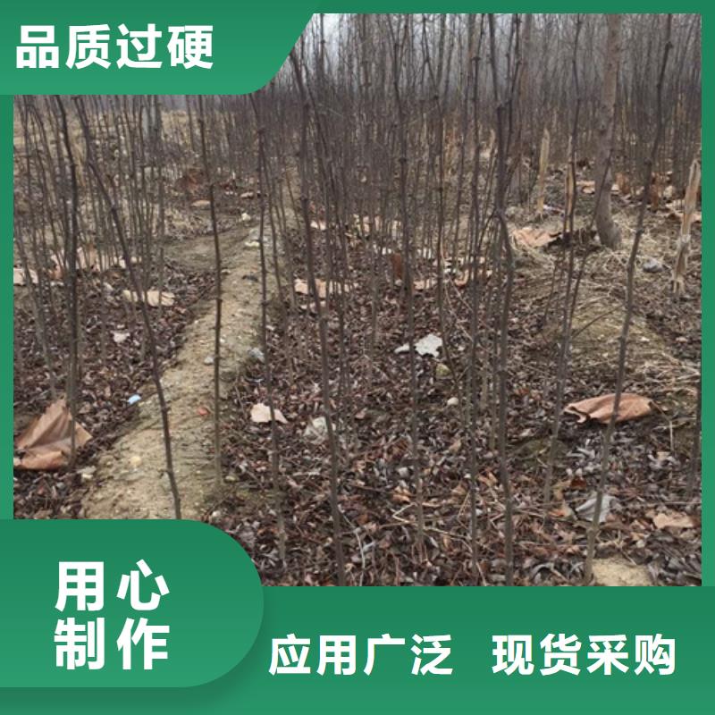 板栗苗视频-板栗苗|晋中市|灵石|和顺|大同|运城|朔州|吕梁|太原