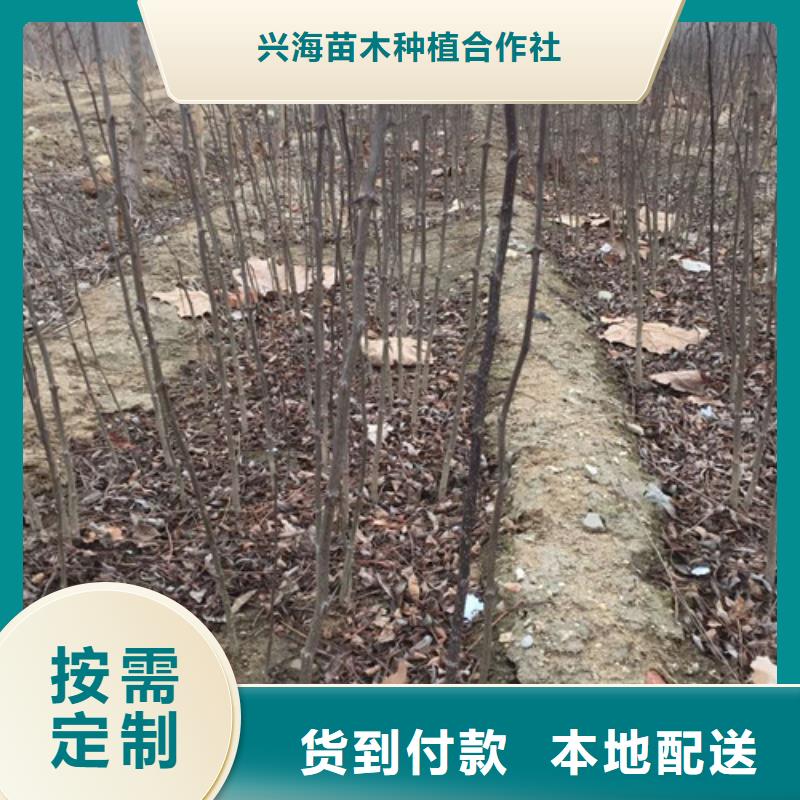 板栗苗视频-板栗苗|晋中市|灵石|和顺|大同|运城|朔州|吕梁|太原