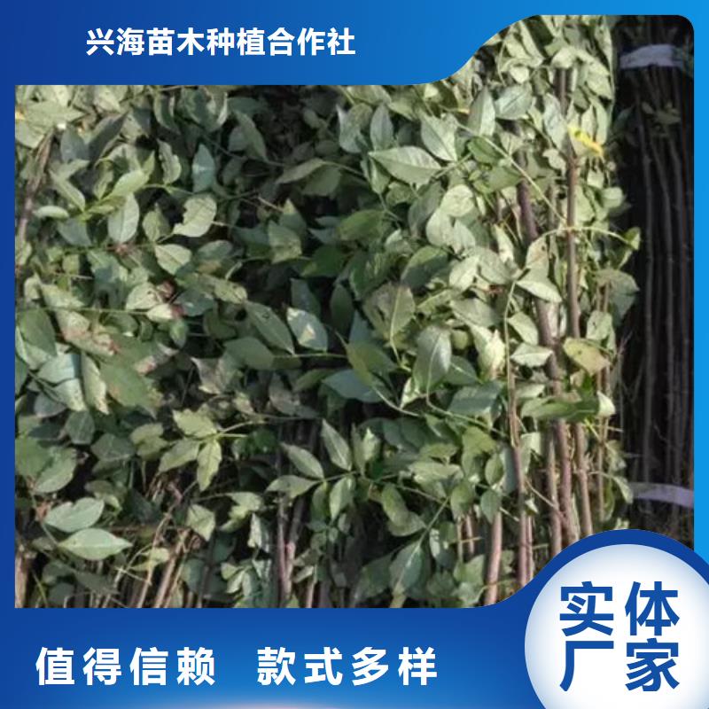 板栗苗视频-板栗苗|晋中市|灵石|和顺|大同|运城|朔州|吕梁|太原