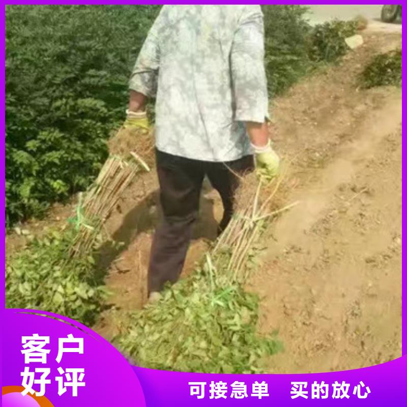 板栗苗视频-板栗苗-兴海苗木种植社(邵阳市分公司)服务区域新邵|北塔|岳阳|衡阳|郴州|株洲|张家界|长沙|永州