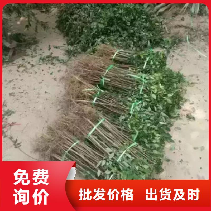 板栗苗视频-板栗苗|晋中市|灵石|和顺|大同|运城|朔州|吕梁|太原