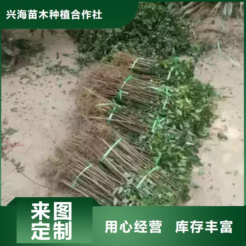 (兴海):N年专注 花椒苗_【板栗苗】品质之选服务始终如一-诚信商务网
