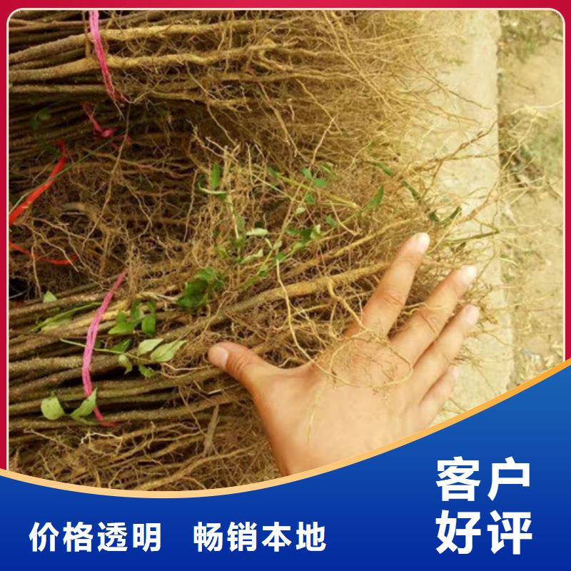 花椒苗李子苗出厂严格质检