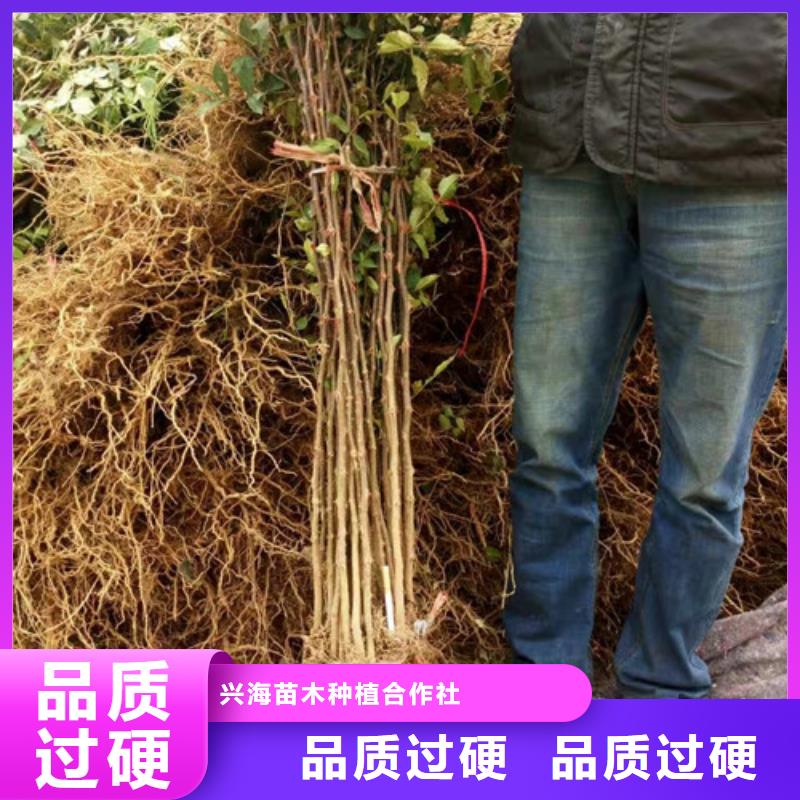 板栗苗视频-板栗苗-兴海苗木种植社(邵阳市分公司)服务区域新邵|北塔|岳阳|衡阳|郴州|株洲|张家界|长沙|永州
