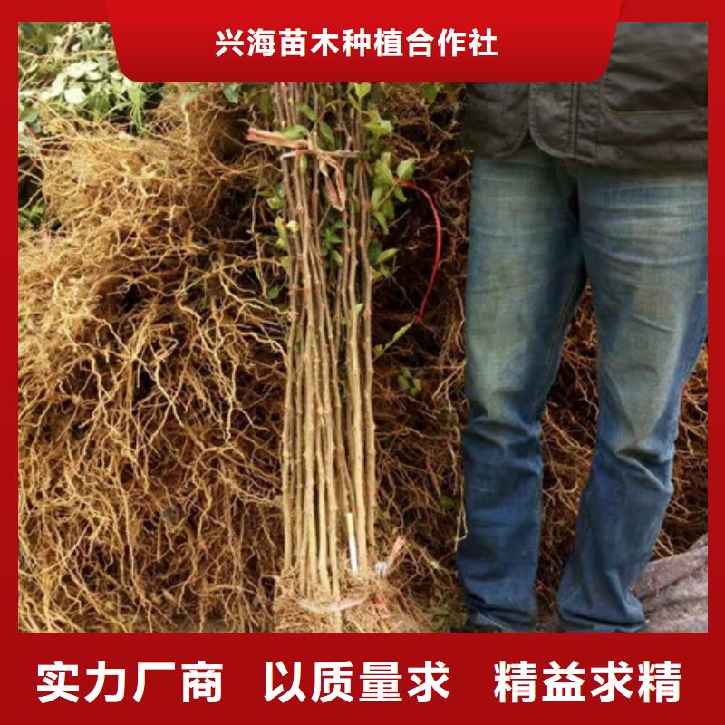 花椒苗李子苗出厂严格质检