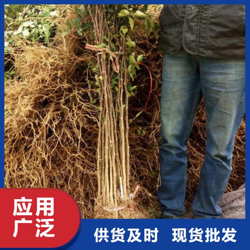 花椒苗蓝莓苗高标准高品质