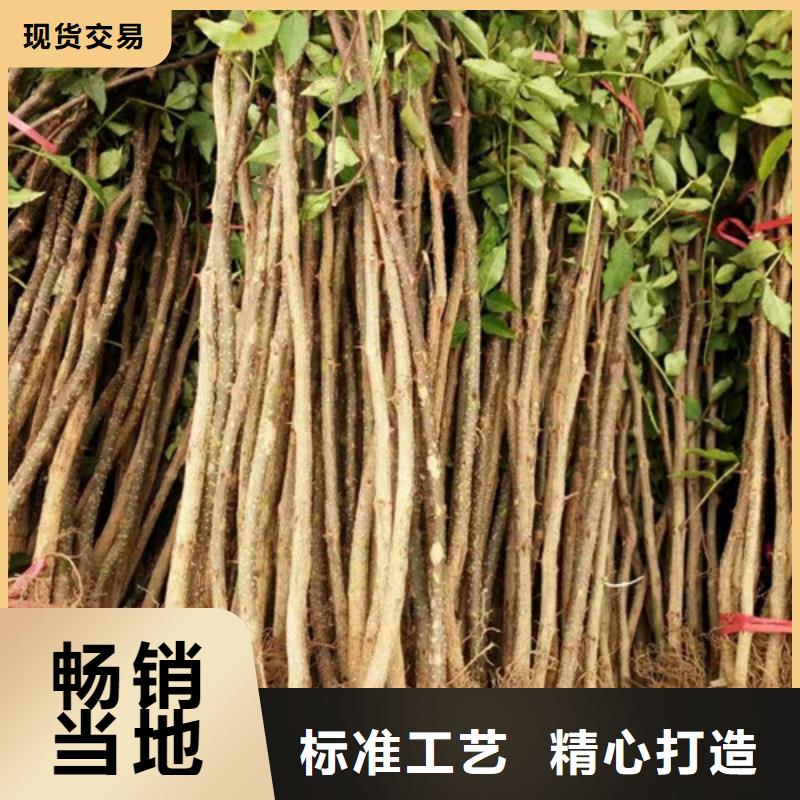 花椒苗梨树苗质量检测