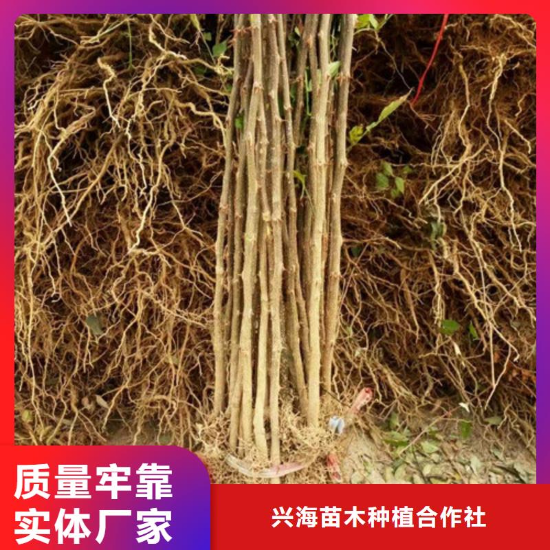 花椒苗蓝莓苗高标准高品质