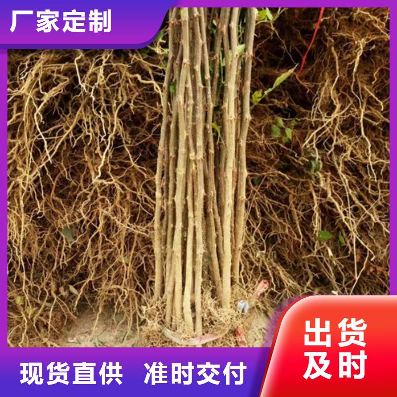 (兴海):N年专注 花椒苗_【板栗苗】品质之选服务始终如一-诚信商务网