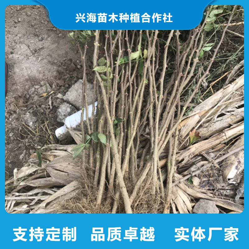 (兴海):N年专注 花椒苗_【板栗苗】品质之选服务始终如一-诚信商务网