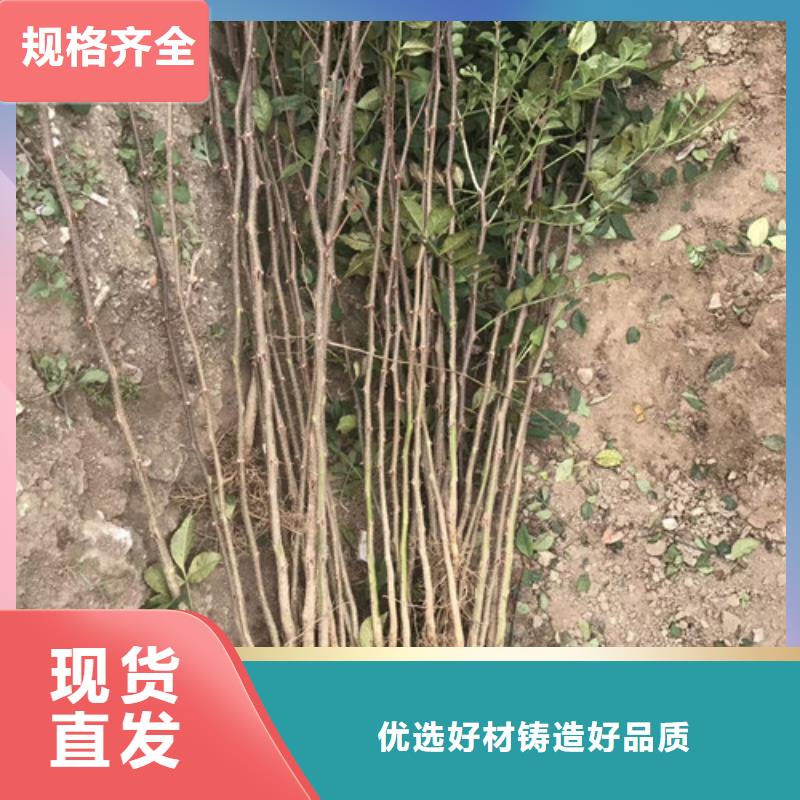 板栗苗视频-板栗苗-兴海苗木种植社(邵阳市分公司)服务区域新邵|北塔|岳阳|衡阳|郴州|株洲|张家界|长沙|永州