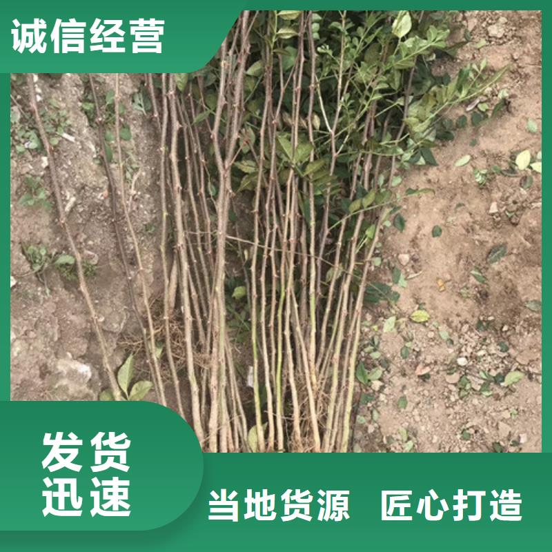 花椒苗蓝莓苗高标准高品质
