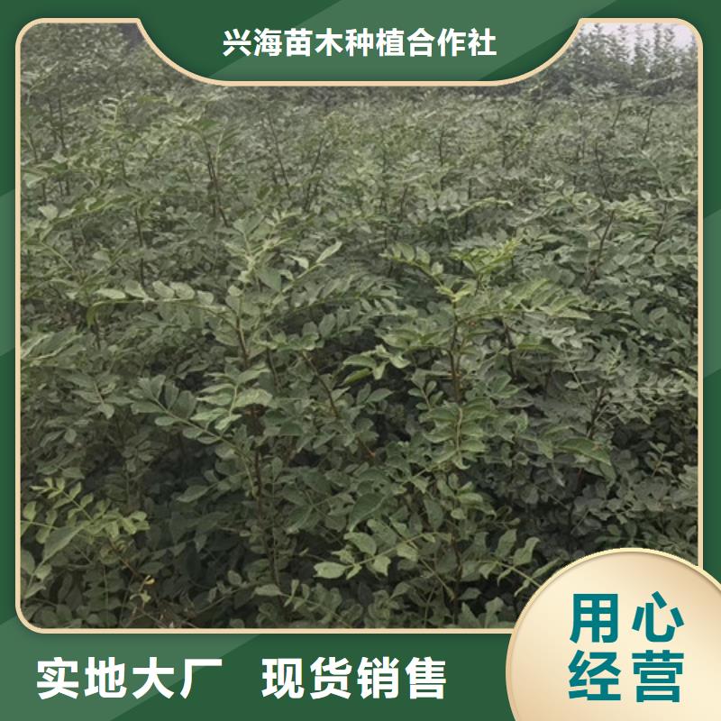 花椒苗梨树苗质量检测
