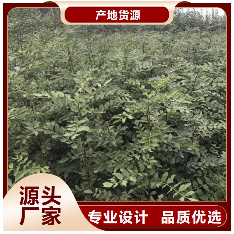 板栗苗视频-板栗苗-兴海苗木种植社(邵阳市分公司)服务区域新邵|北塔|岳阳|衡阳|郴州|株洲|张家界|长沙|永州