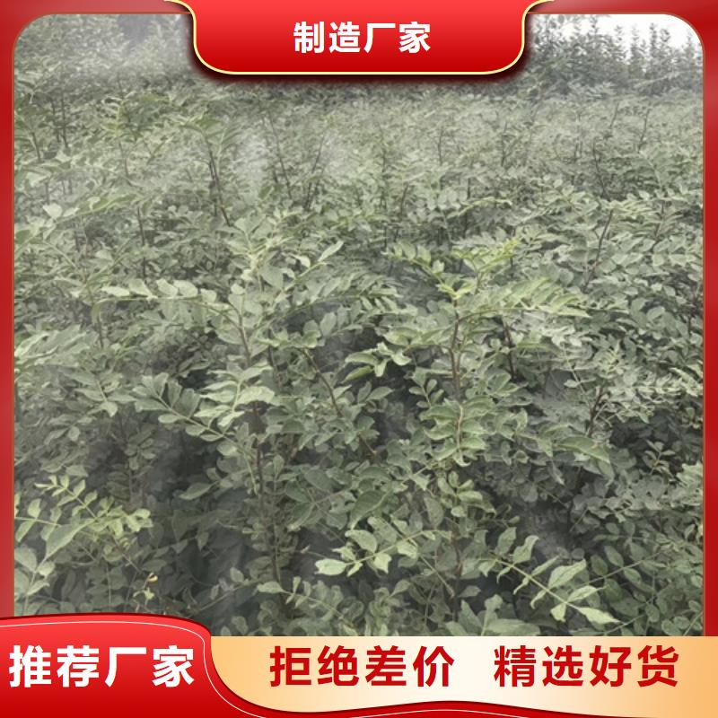 花椒苗蓝莓苗高标准高品质