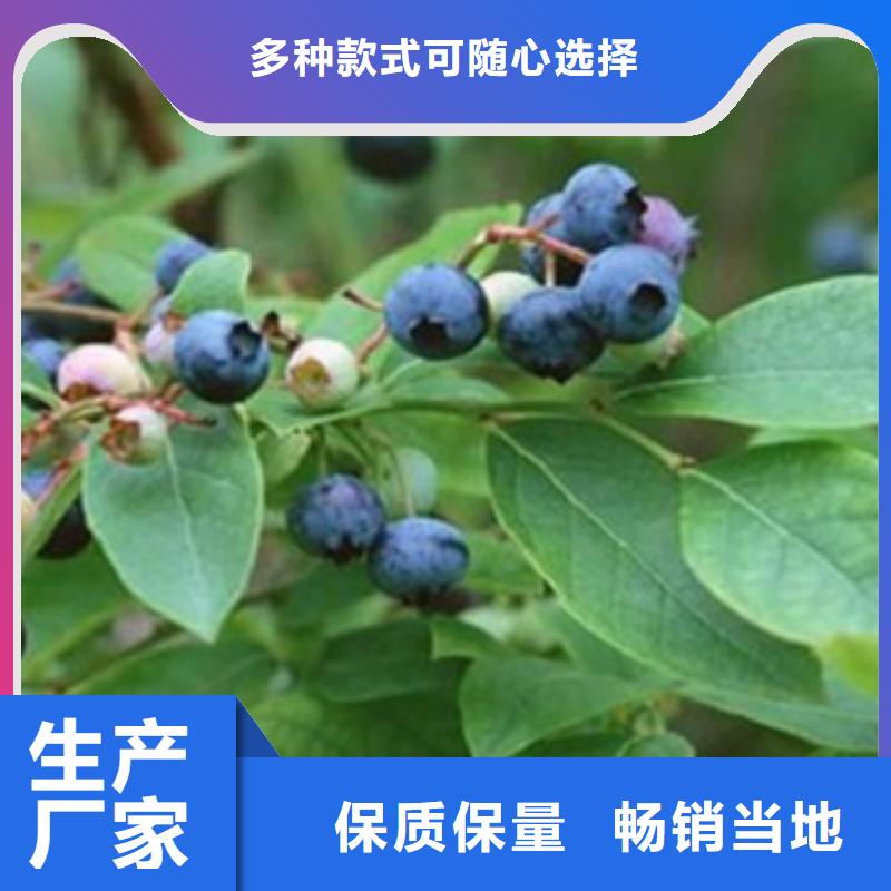 板栗苗视频-板栗苗(兴海)覆盖地域甘肃省张掖市临泽|山丹|金昌|白银|嘉峪关|庆阳