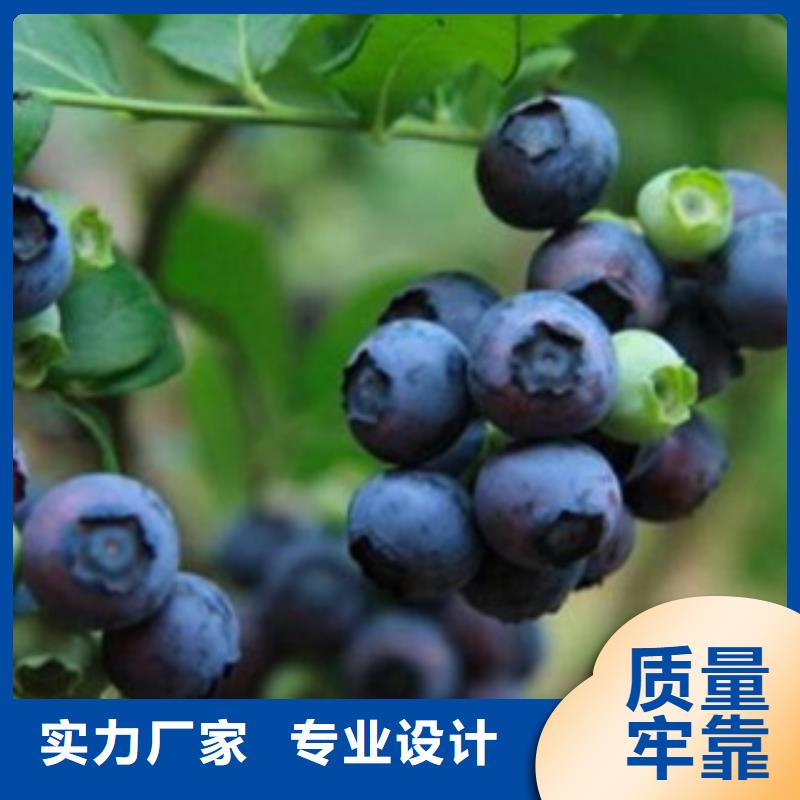 板栗苗视频-板栗苗(兴海)覆盖地域甘肃省张掖市临泽|山丹|金昌|白银|嘉峪关|庆阳