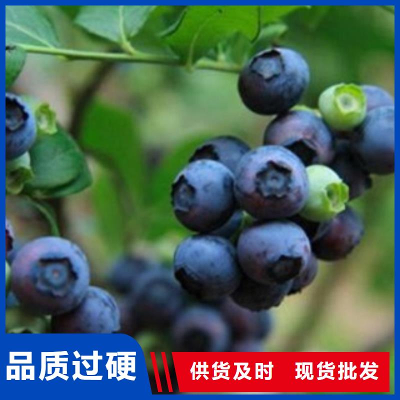 【 蓝莓苗_山楂苗型号全价格低】覆盖范围含|谯城|利辛|芜湖|宣城|安庆|马鞍山