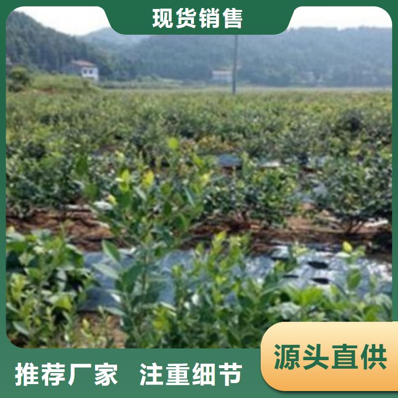 蓝莓苗适用范围广