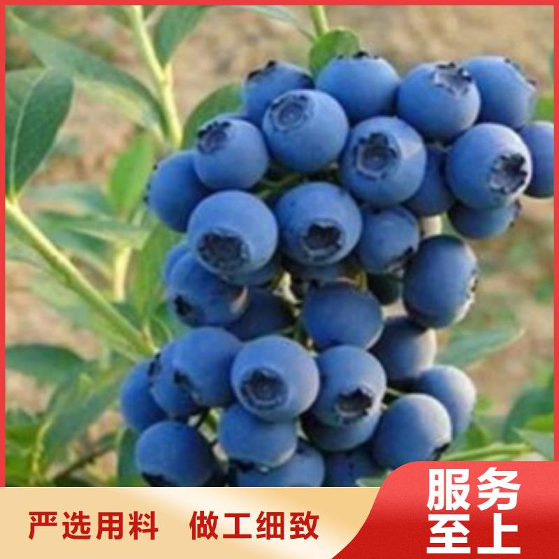 蓝莓苗适用范围广