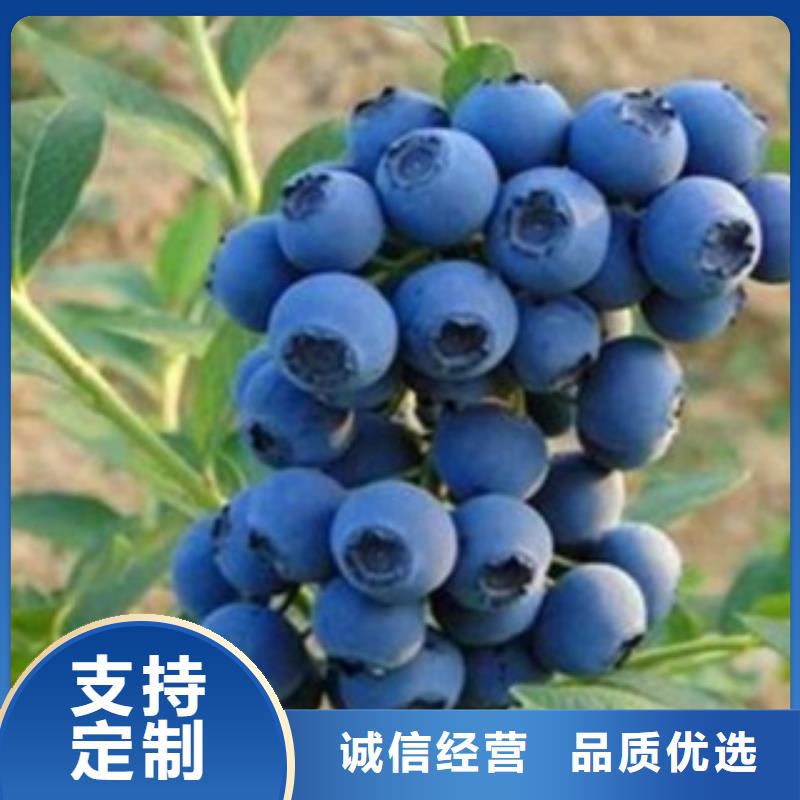 【 蓝莓苗_山楂苗型号全价格低】覆盖范围含|谯城|利辛|芜湖|宣城|安庆|马鞍山