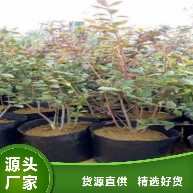 品牌【蓝莓苗】 花椒苗价格合理