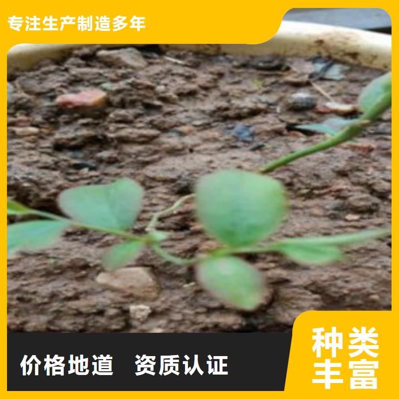 【 蓝莓苗_山楂苗型号全价格低】覆盖范围含|谯城|利辛|芜湖|宣城|安庆|马鞍山
