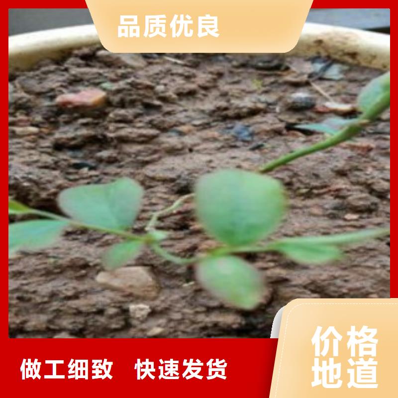 蓝莓苗适用范围广